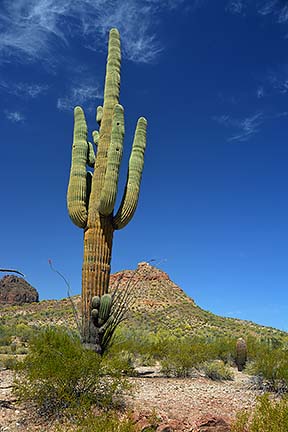 Saguaro, San Tan Mountain Regional Park, April 9, 2015